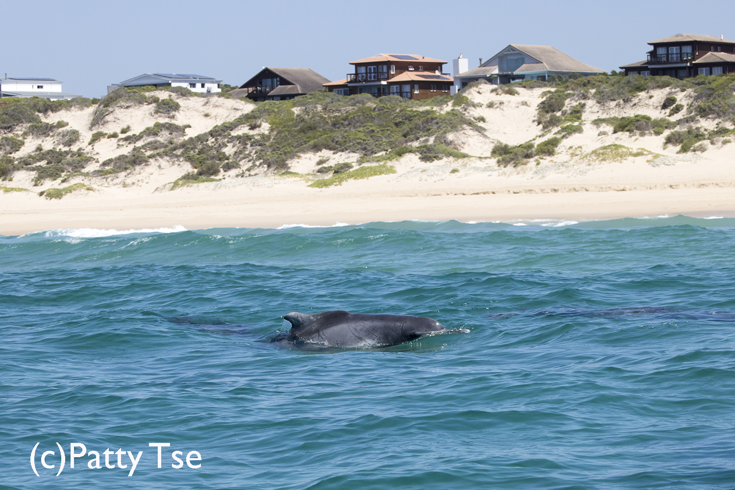 Humpback Dolphins
